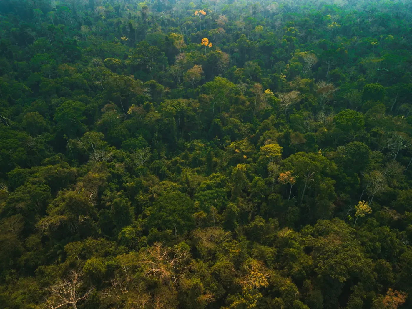 Projeto Angelim · REDD+ em MT