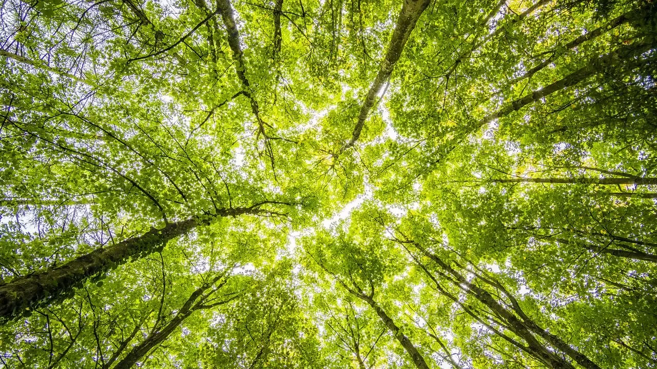Tres gotas translúcidas con distintas opacidades que representan compensación, neutralización y contribución climática.