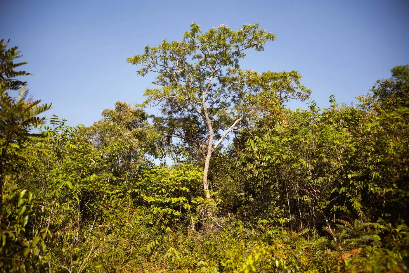 Projeto Ahu · REDD+ em MT