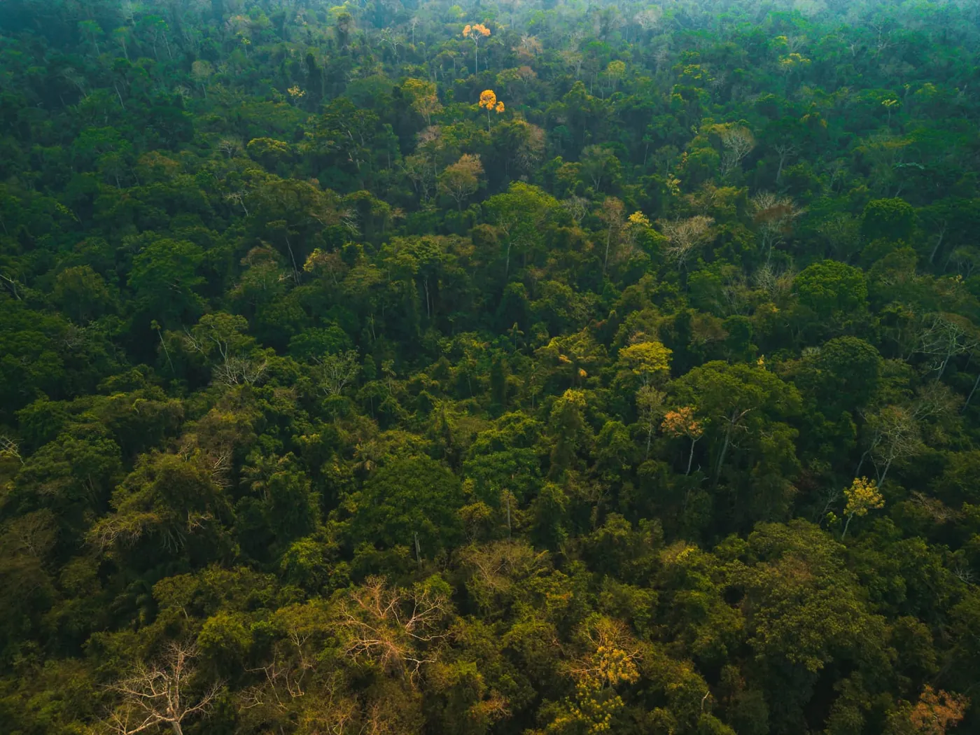 Projeto Angelim · REDD+ em MT
