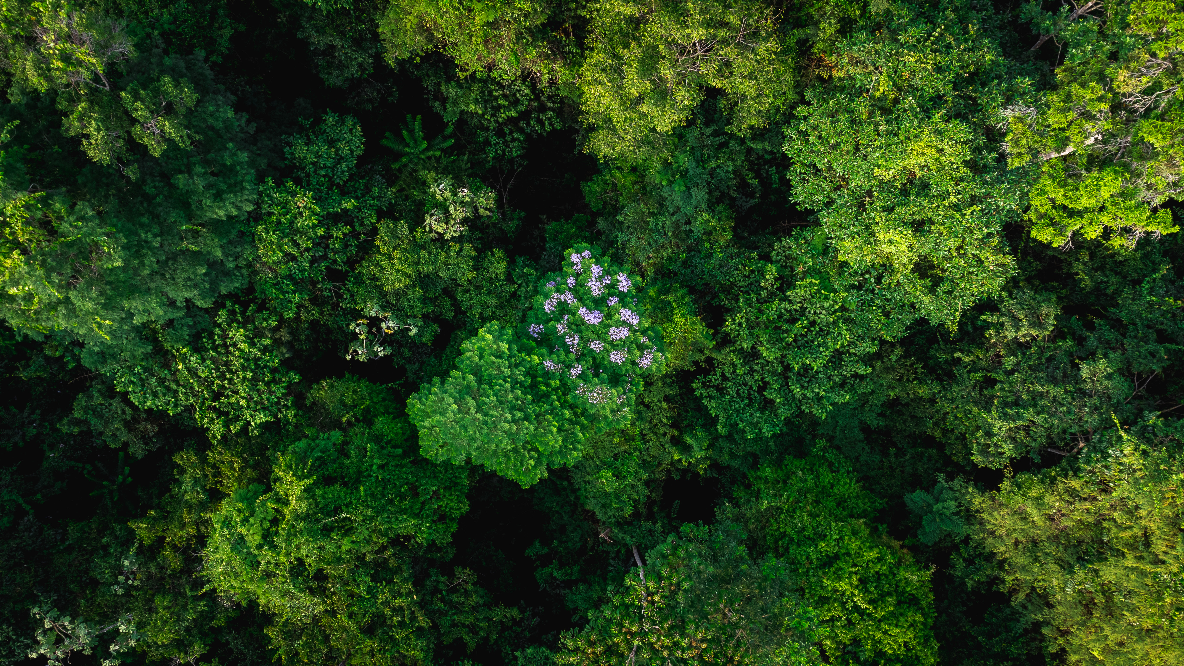 Floresta amazônica vista de cima — projeto REDD+ Carbonext