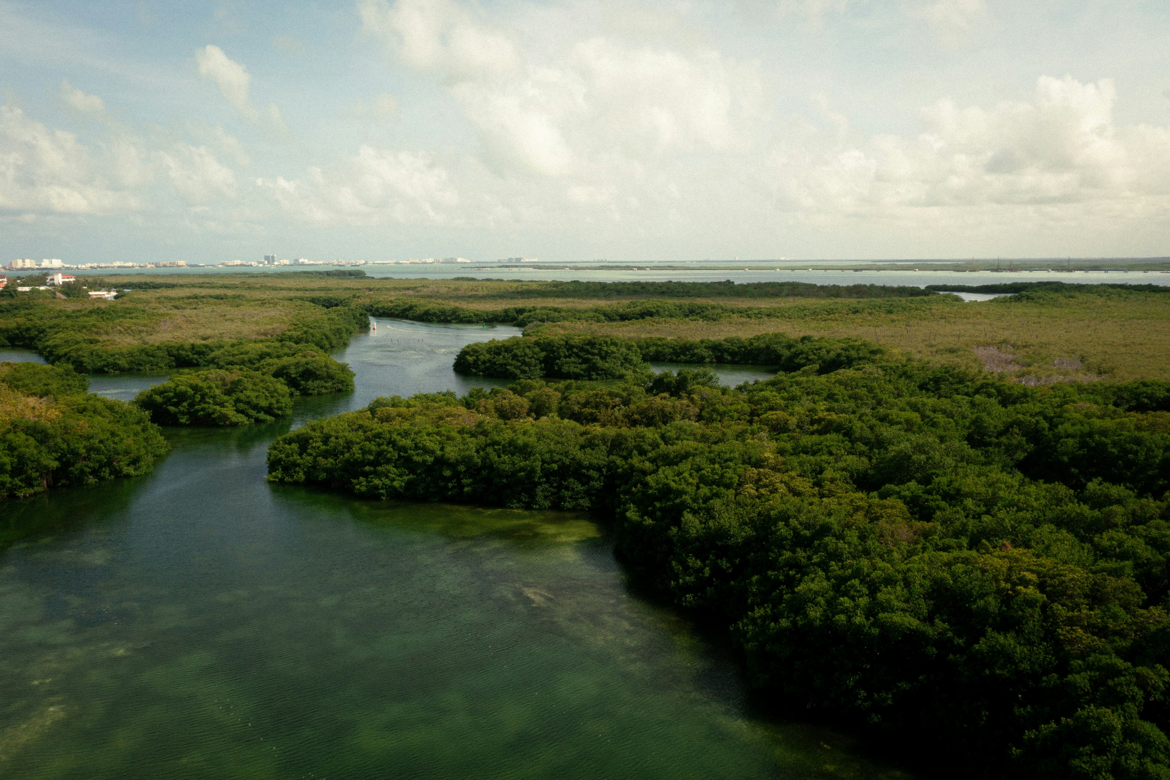 Manguezal aéreo com rios serpenteando entre as raízes e perfil urbano ao horizonte — interface entre natureza e cidade