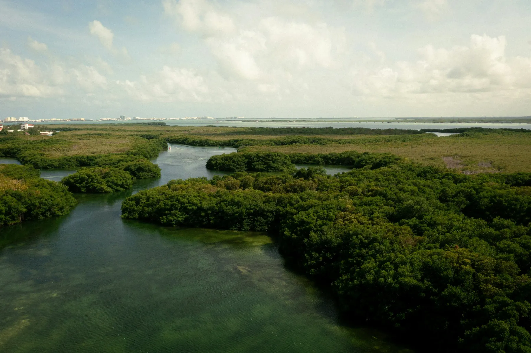 Manguezal aéreo com rios serpenteando entre as raízes e perfil urbano ao horizonte — interface entre natureza e cidade