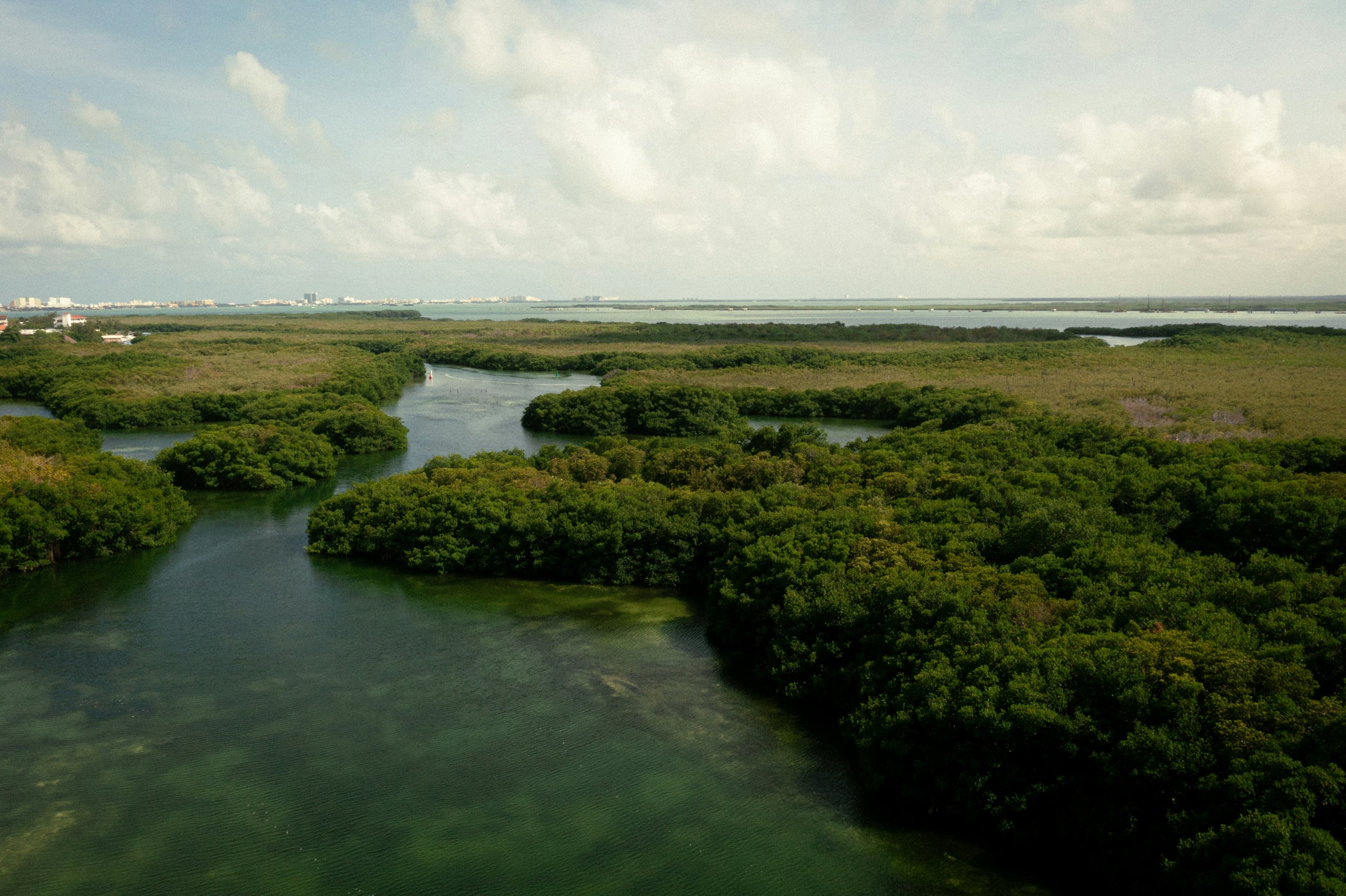 Manguezal aéreo com rios serpenteando entre as raízes e perfil urbano ao horizonte — interface entre natureza e cidade