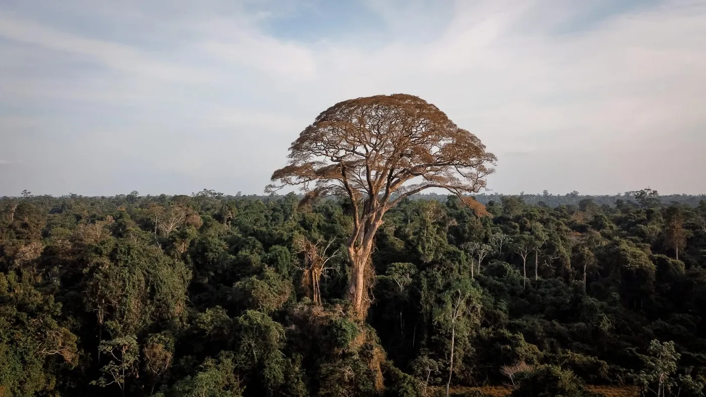 Projeto Ybyrá · REDD+ em PA